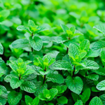 Menthe poivrée