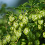 Houblon (cône)