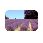 Design sans titre (6)