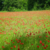 Coquelicot