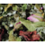 Bloody thésane (2)