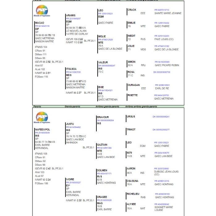 pedigree-ramses-pol-6250-zoom