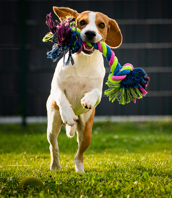 concernant les sports canins