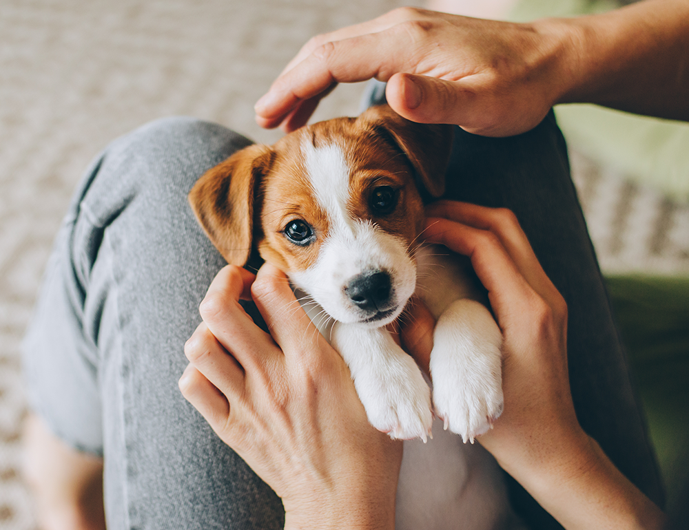 gestation socialisation du chiot