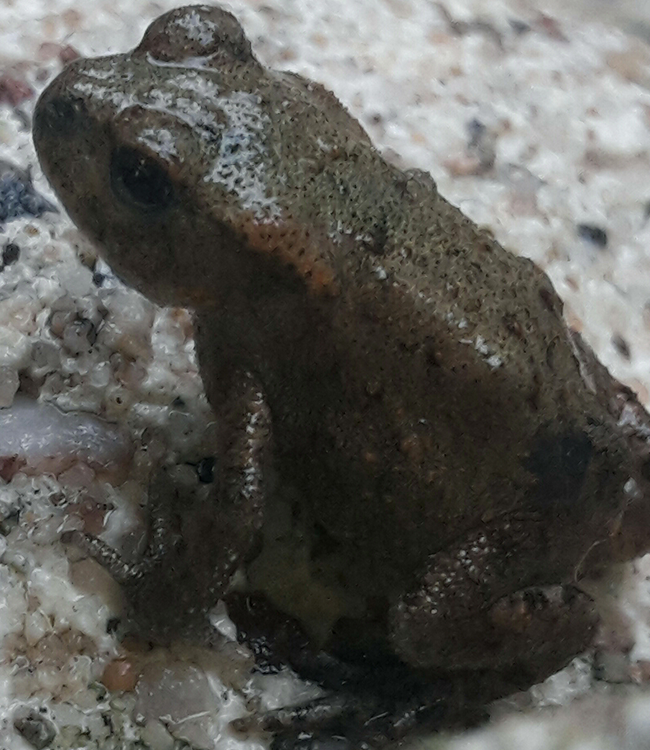 crapaud