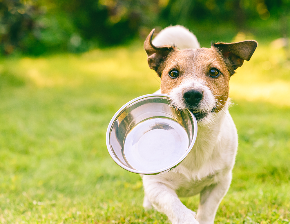 l alimentation du chien