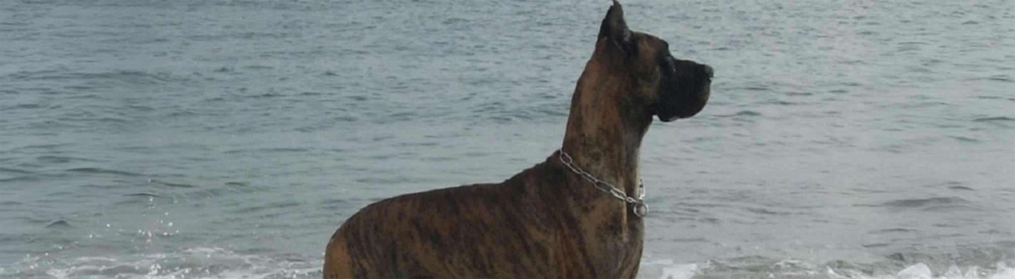 pangloss bis