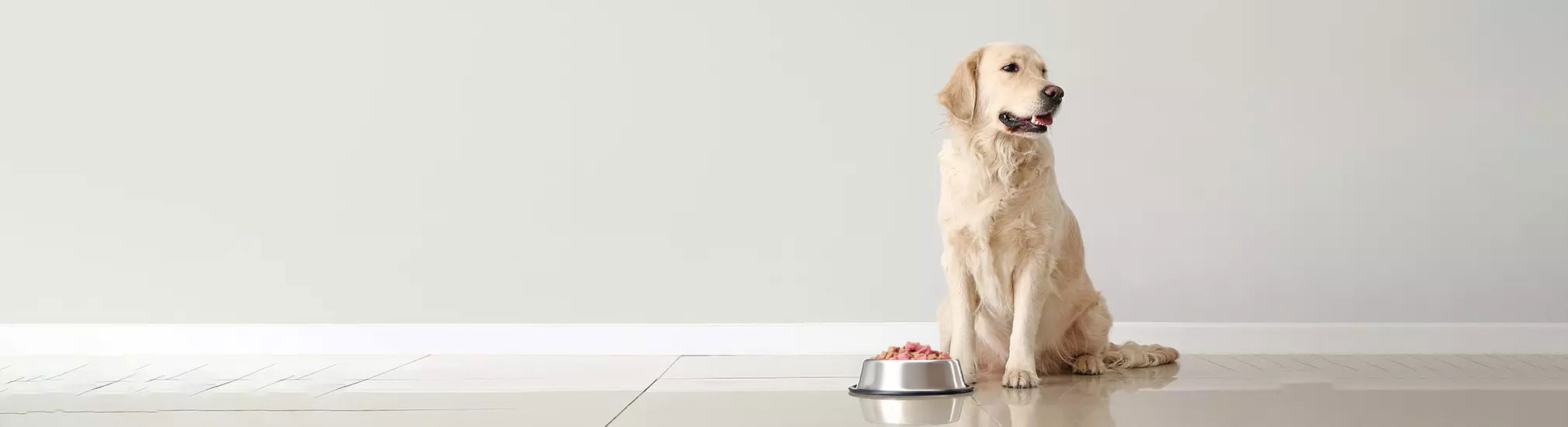 Alimentation du chien
