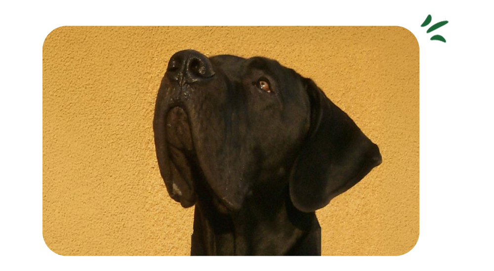 chien