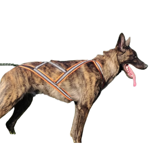 Harnais Xback Alphadogsport