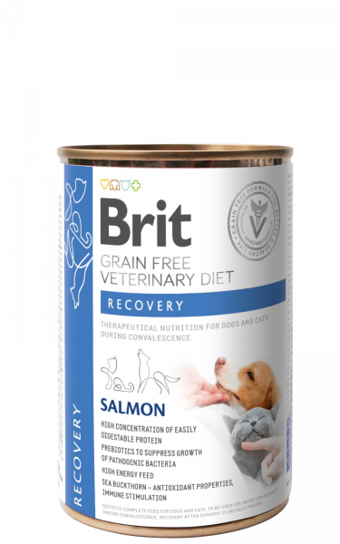 brit recovery chien chat