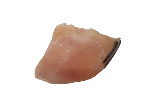 Sabot de veau chien (1)