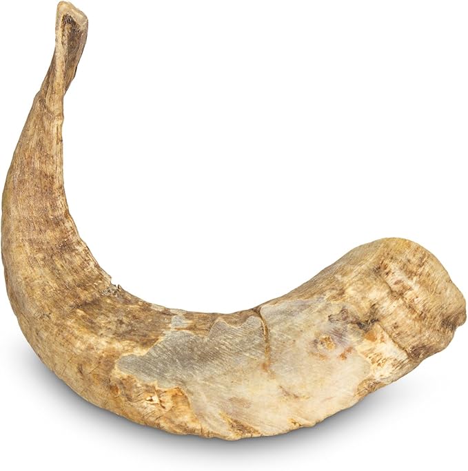 corne de mouton