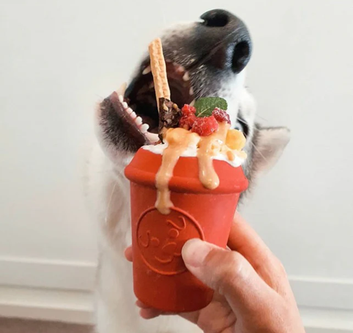 sodapup café pour chien