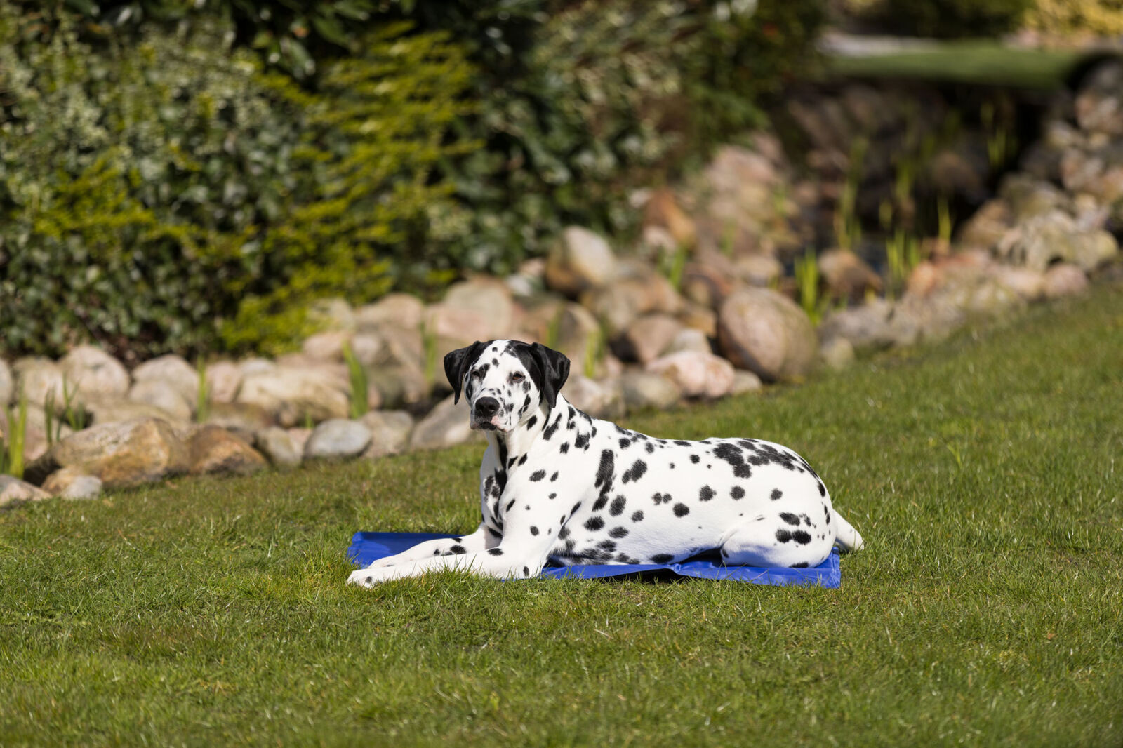 tapis rafraichissant pour chien trixie dalmatien