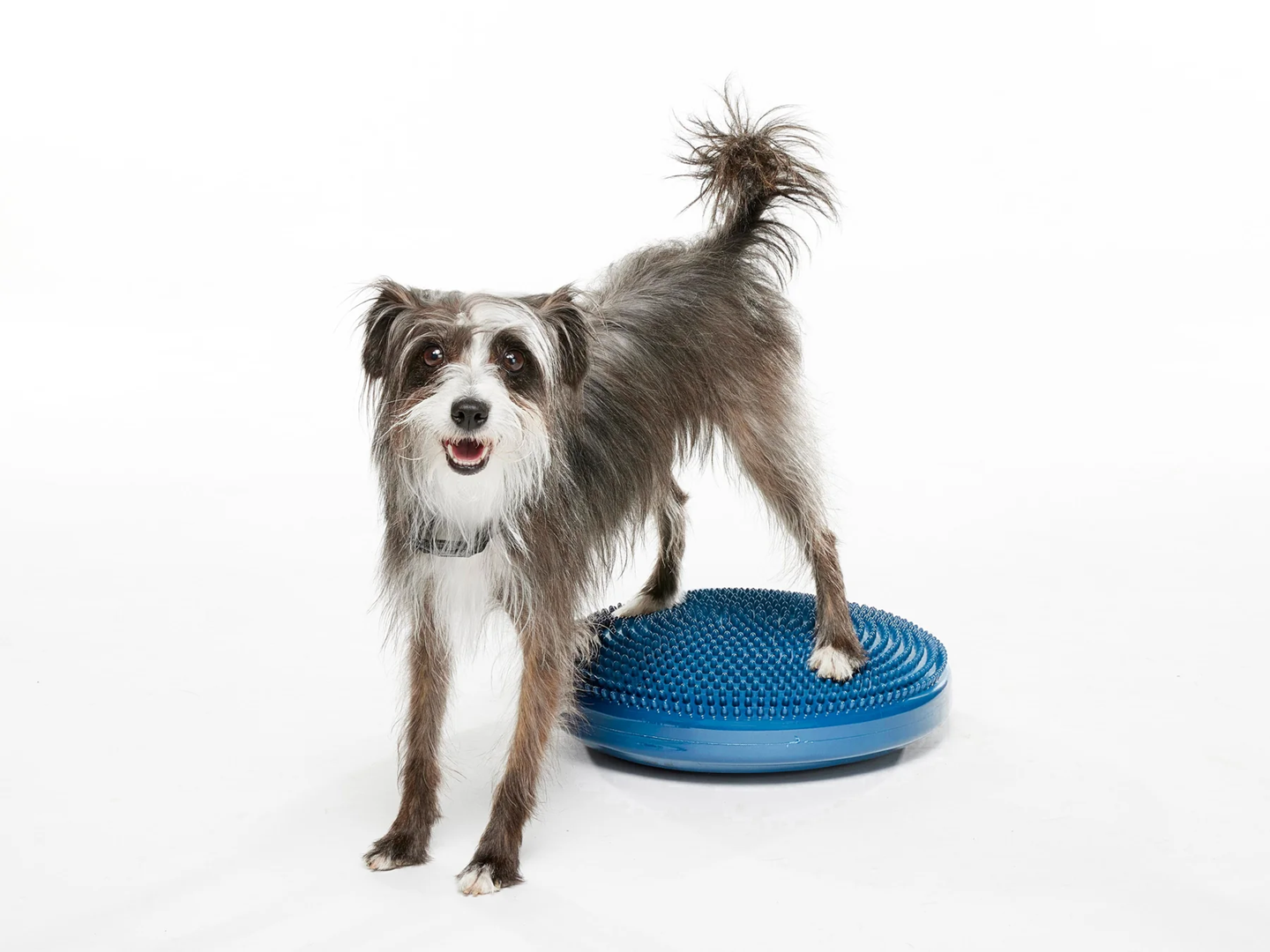 Fitpaws banace disc 22
