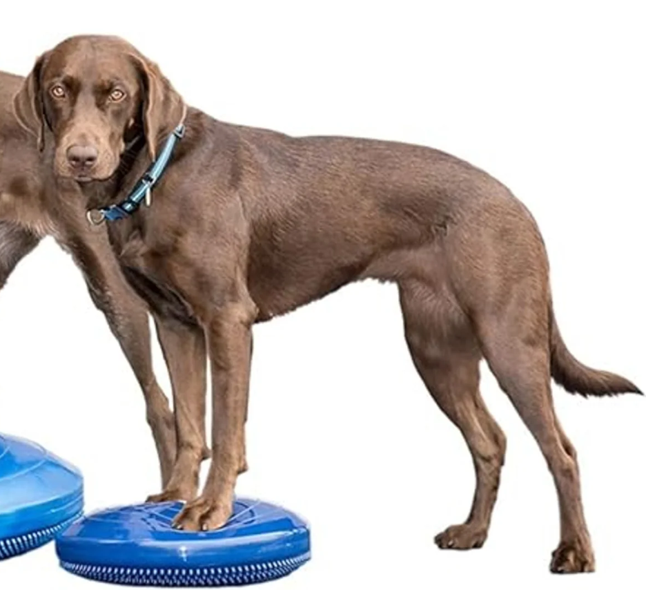 Fitpaws banace disc 35