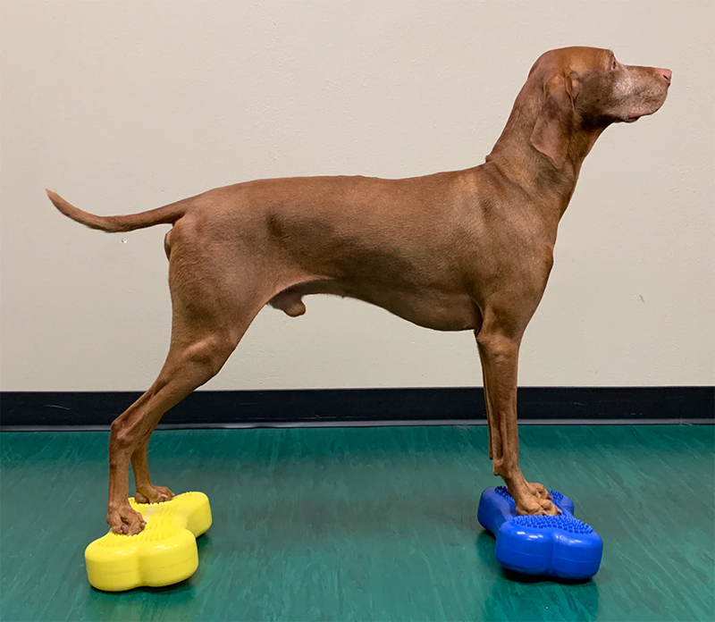 FITPAWS K9FITBONE MINI LOT 2