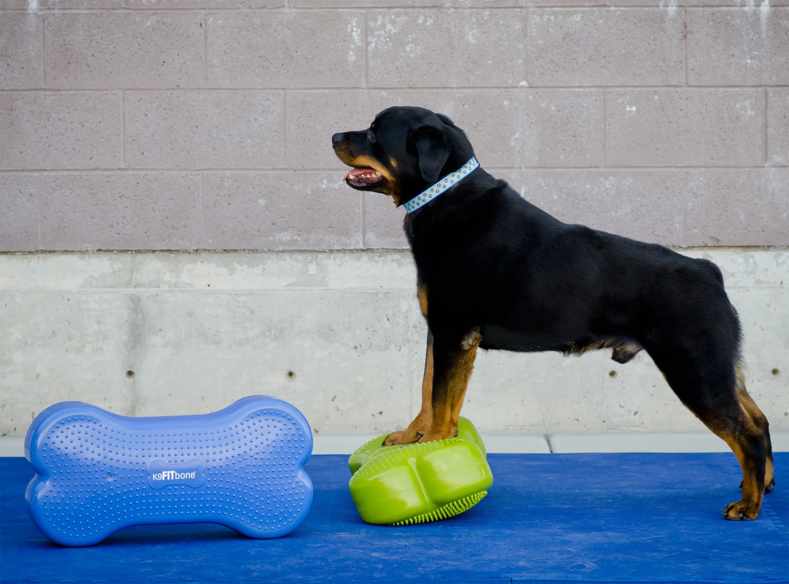 FITPAWS K9FITBONE