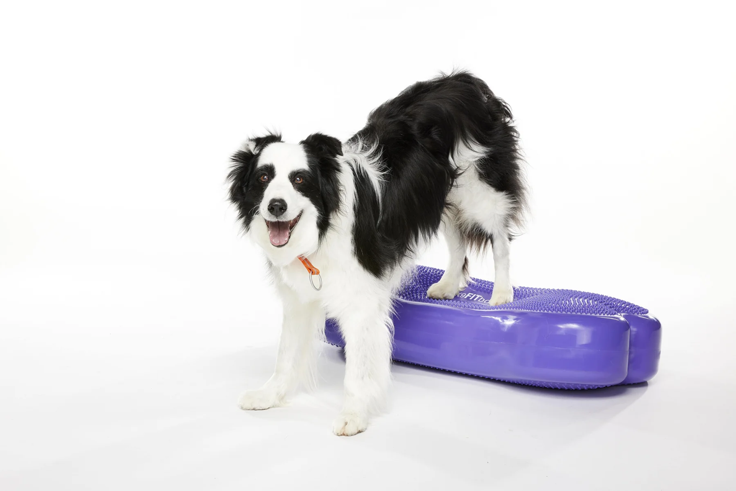 FITPAWS K9FITBONE giant