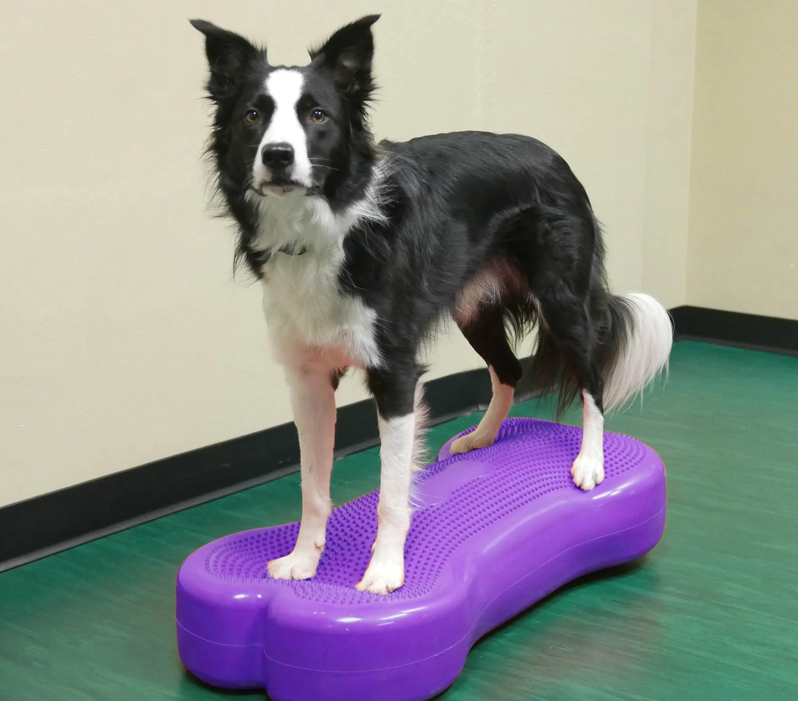 FITPAWS K9FITBONE giant violet