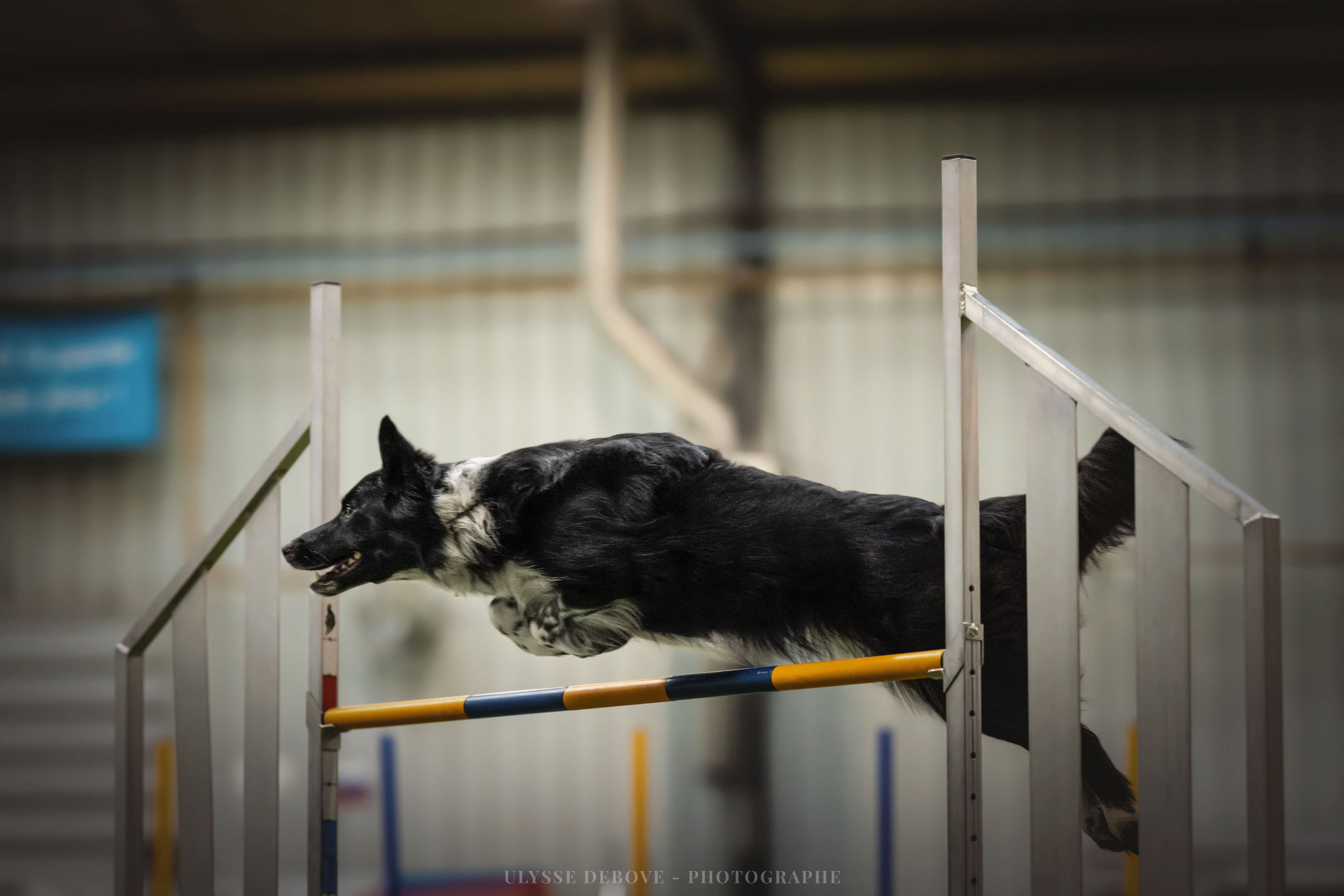 L'équipe du Village Canin