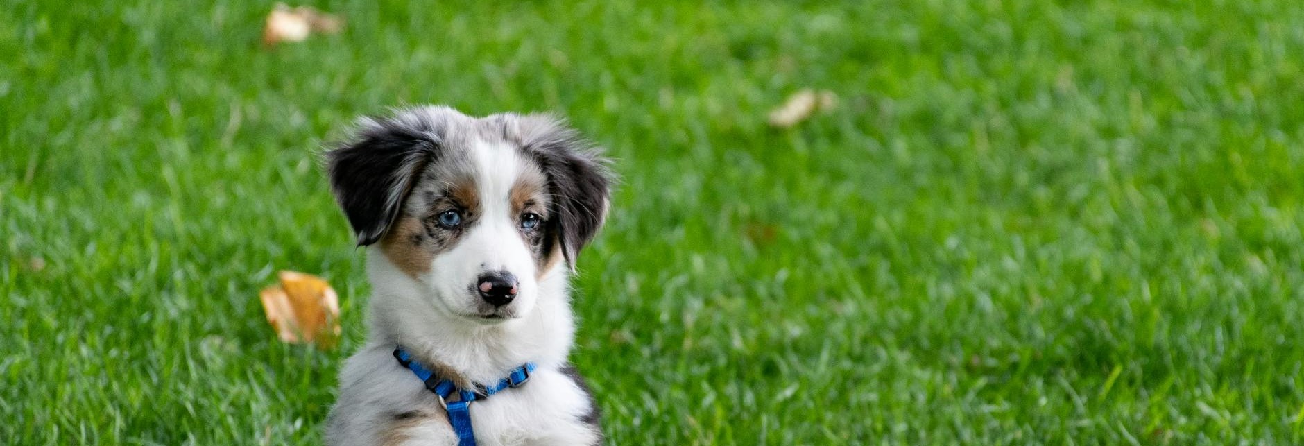 chiot sur terrain en herbe