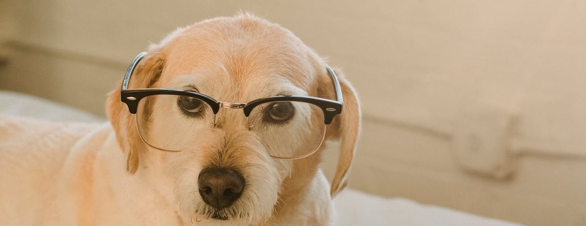 chien drole avec lunettes et livre