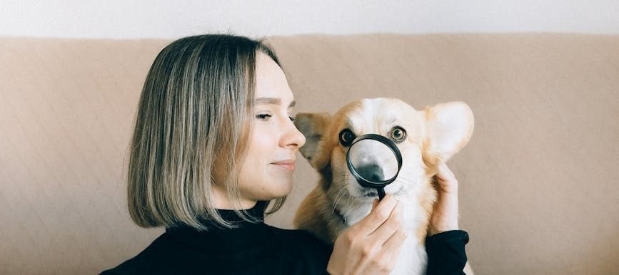 photos gratuites de a l interieur amitie amoureux des chiens