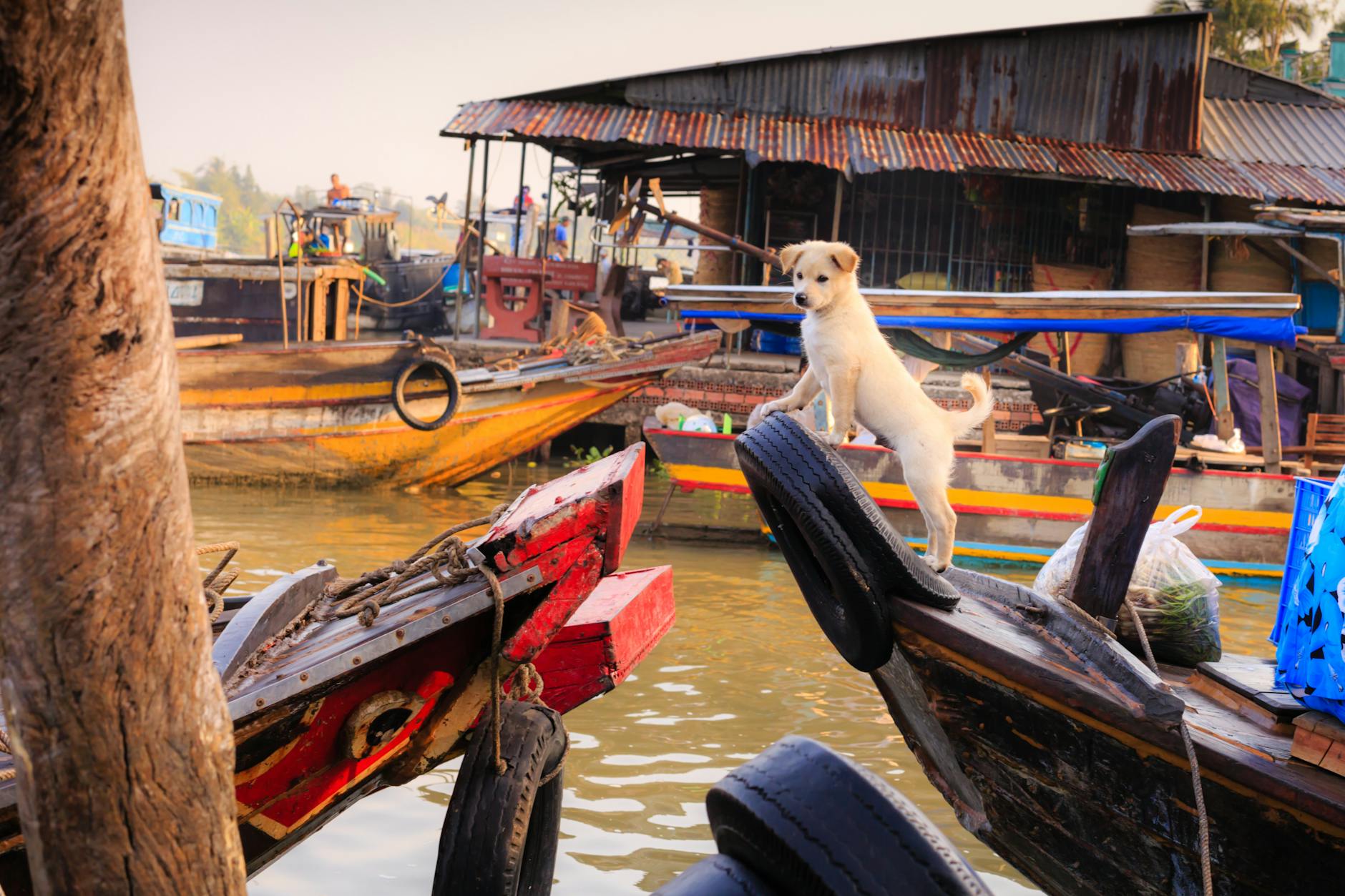 chiot blanc sur bateau