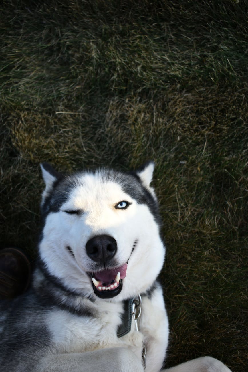 photo de chien couche sur l herbe