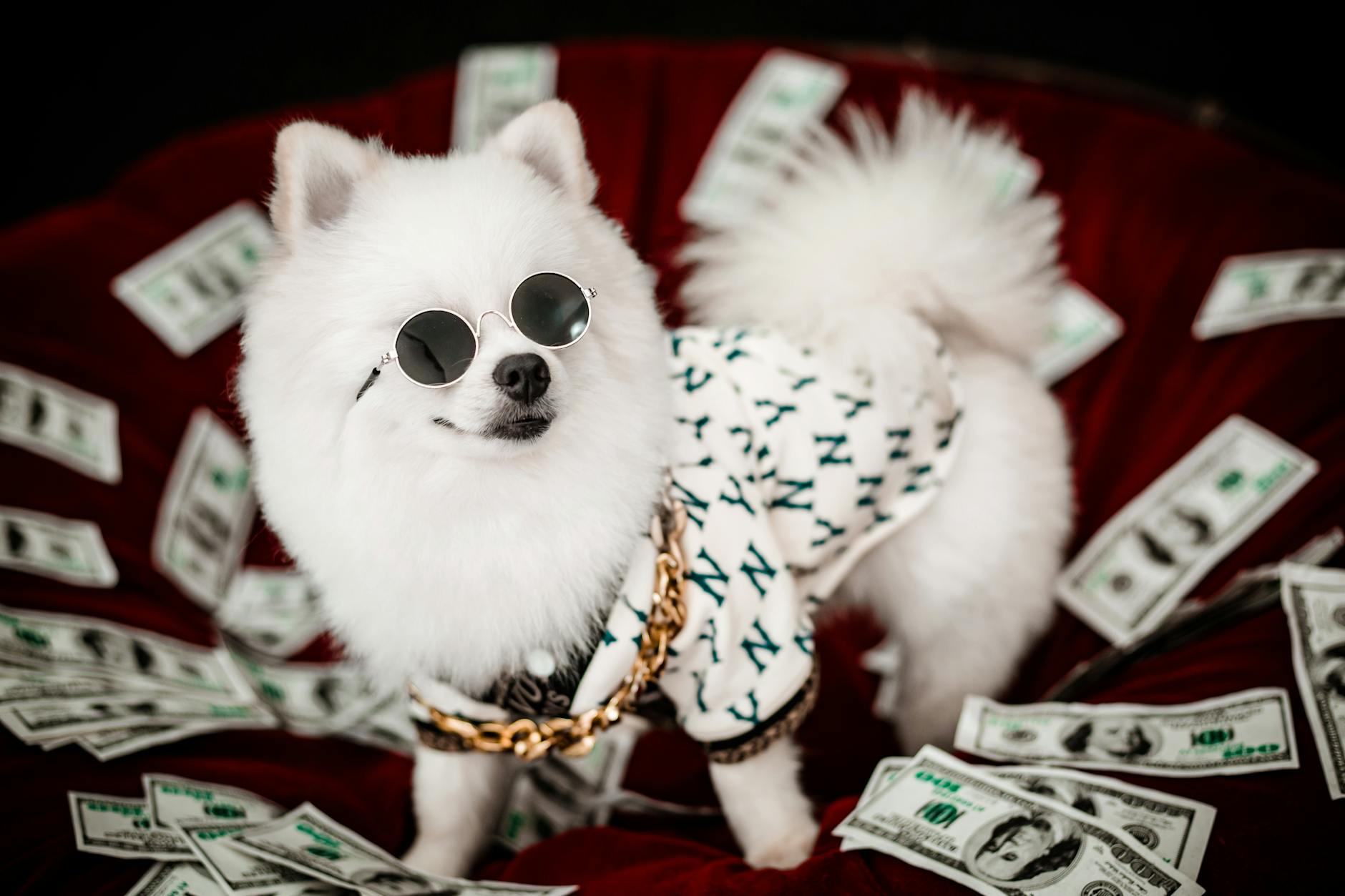 photos gratuites de accessoires pour chiens additions amusant