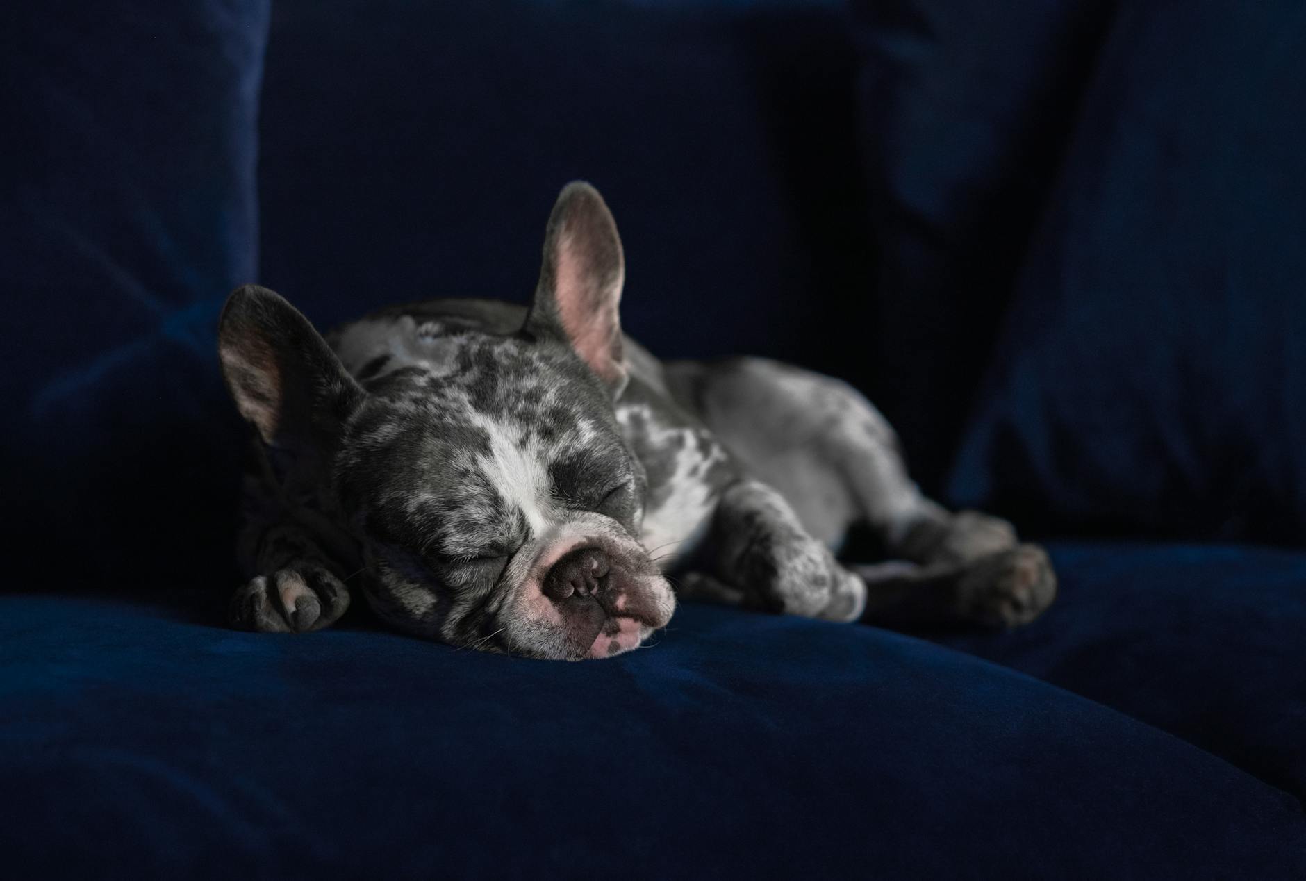 photos gratuites de a l interieur adorable adorables
