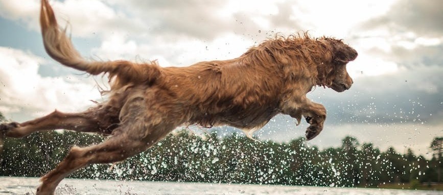 chien bronze adulte sur le point de sauter sur un plan d eau