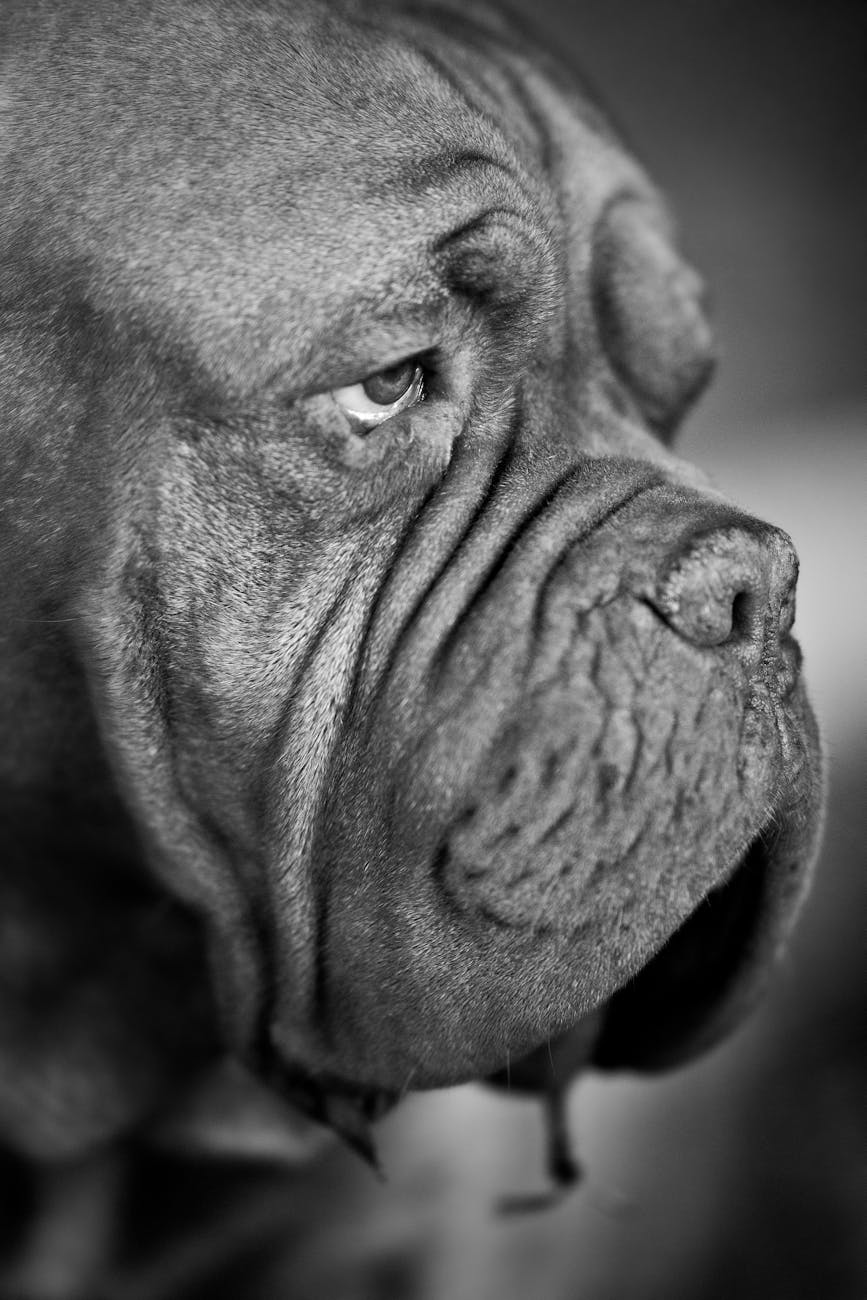 photo en niveaux de gris du mastiff francais photo en gros plan