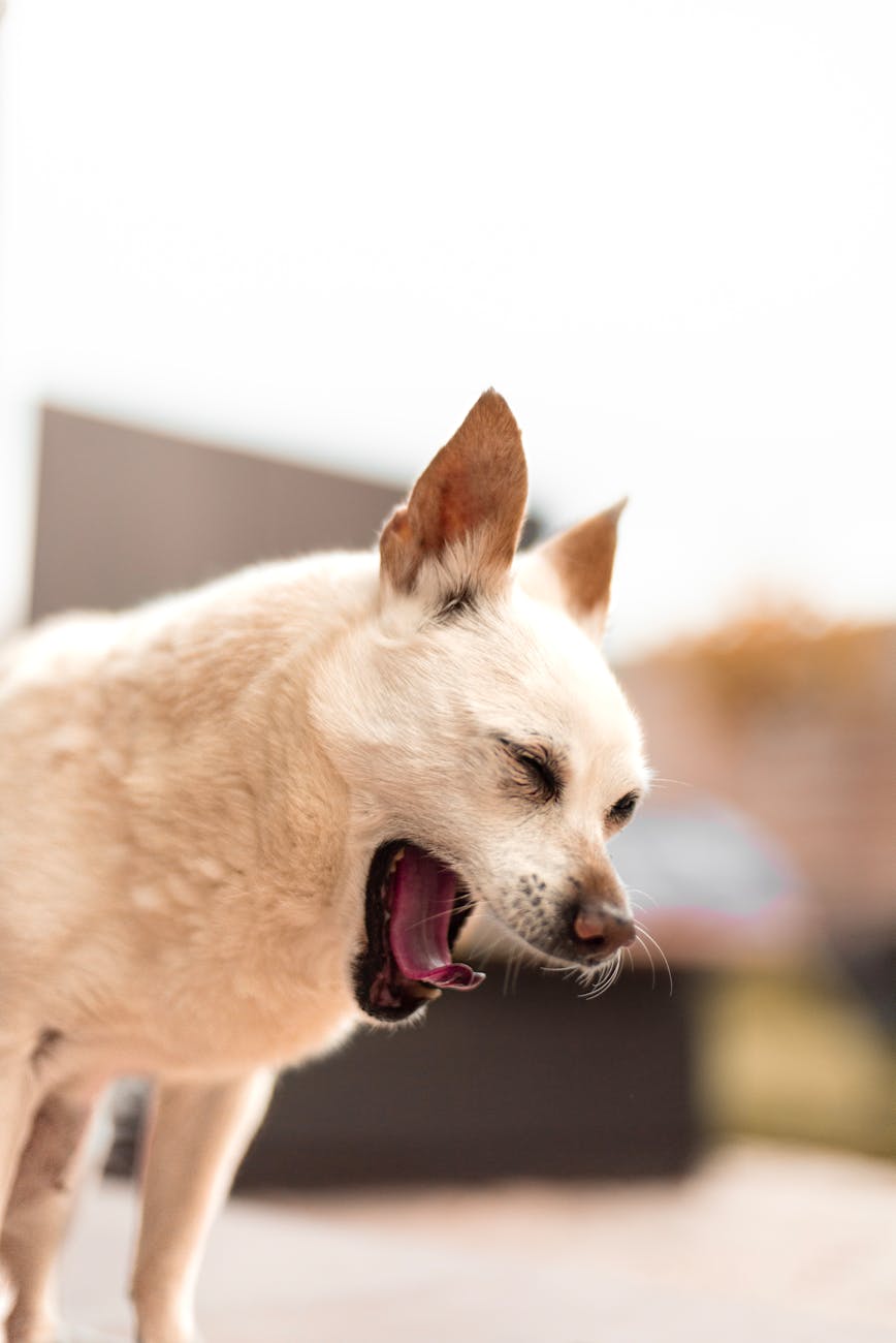 photos gratuites de adorable animal animal de compagnie