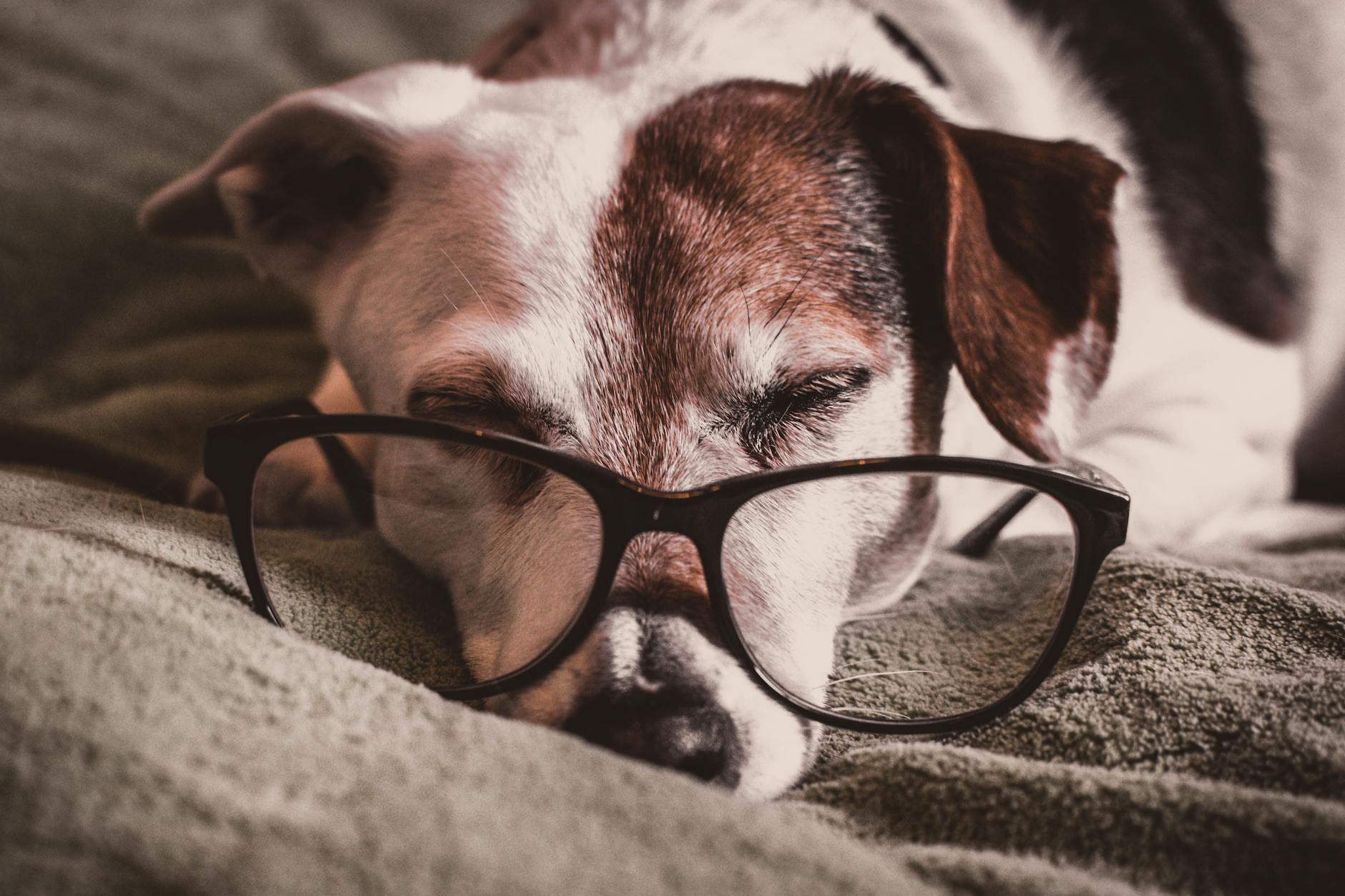teckel blanc et marron avec des lunettes encadrees noires