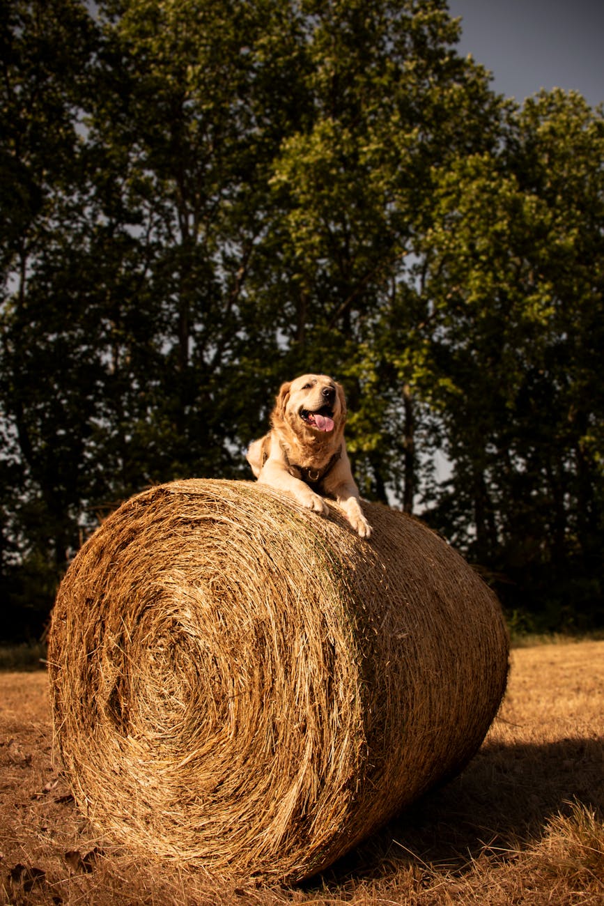 chien golden retriever se reposant sur une botte de foin dans un champ rural