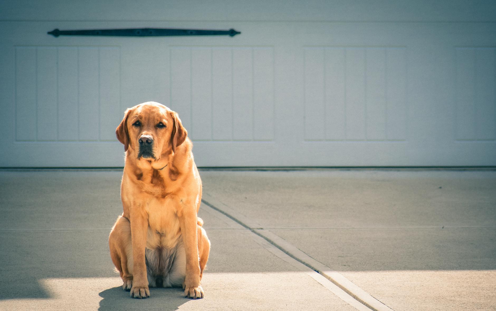 photo de brown labrador retriever assis en face de l allee