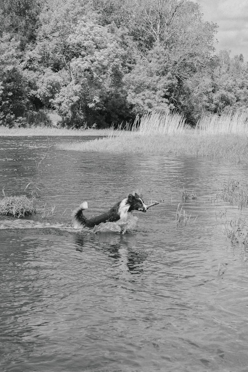 image en noir et blanc d un border collie allant chercher un baton dans un lac serein entoure d arbres