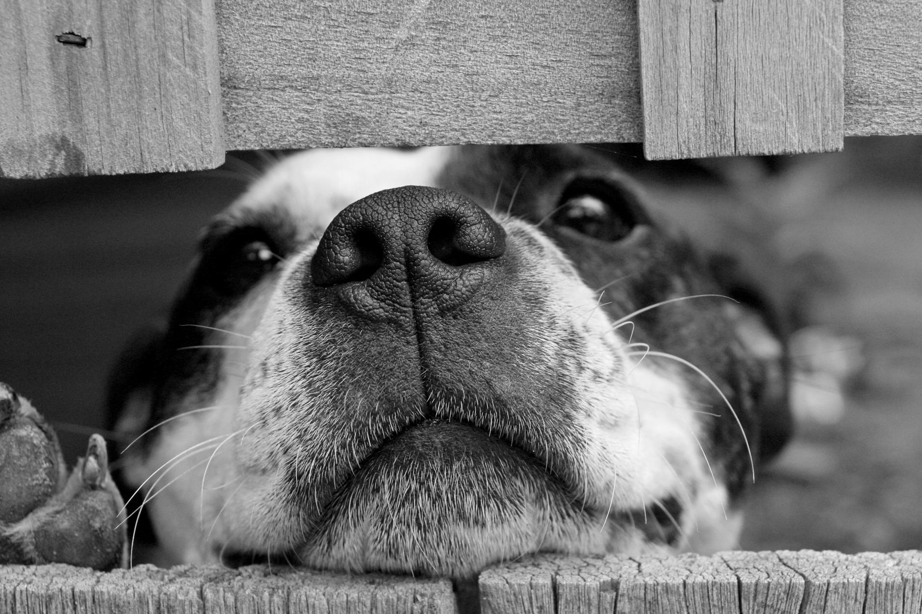 chien a poil court entre les planches en bois