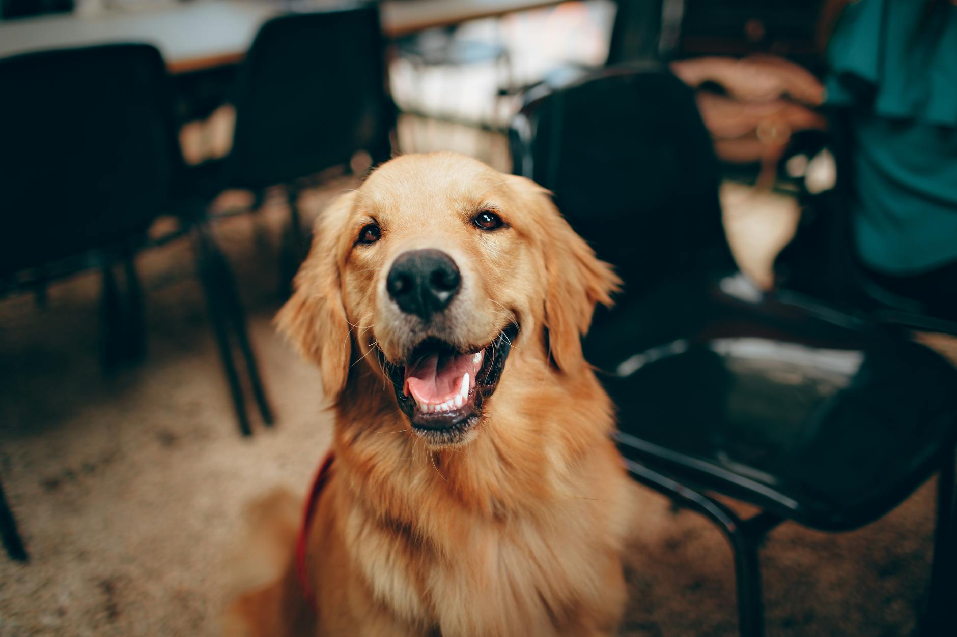 chien bronze a poil court