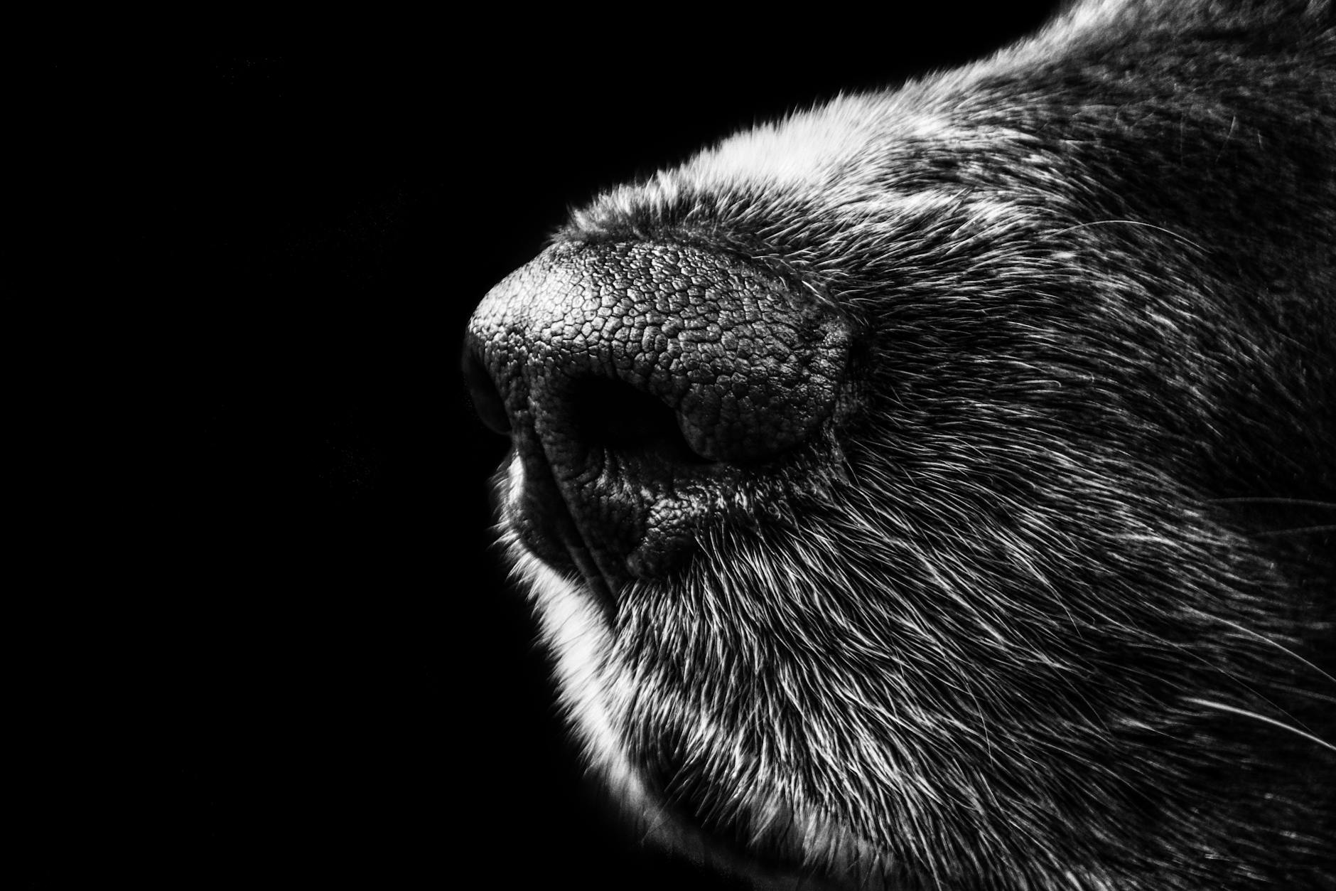 nez d animal en niveaux de gris