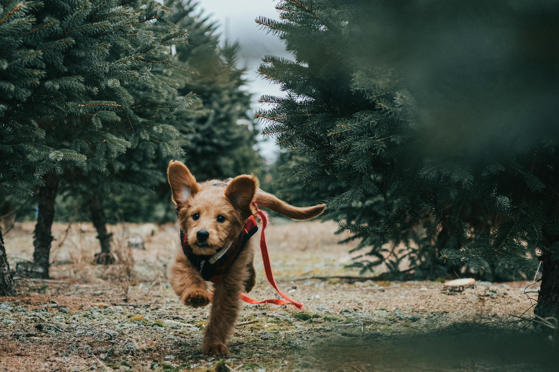 chien brun a poil court pres des arbres