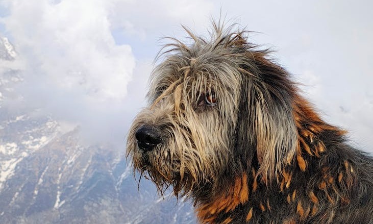 un chien hirsute surplombe les majestueuses montagnes de l himalaya entoure de paysages epoustouflants