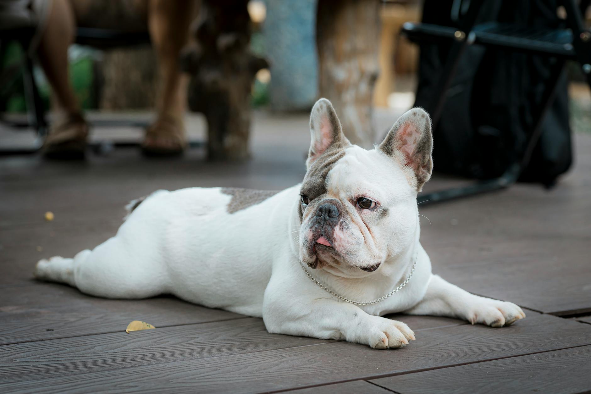 bouledogue francais allonge sur une terrasse a l exterieur l air detendu et satisfait