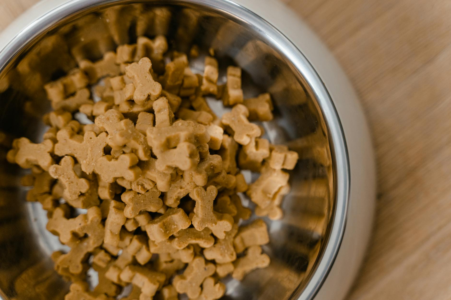 nourriture pour chiens dans un bol en acier inoxydable