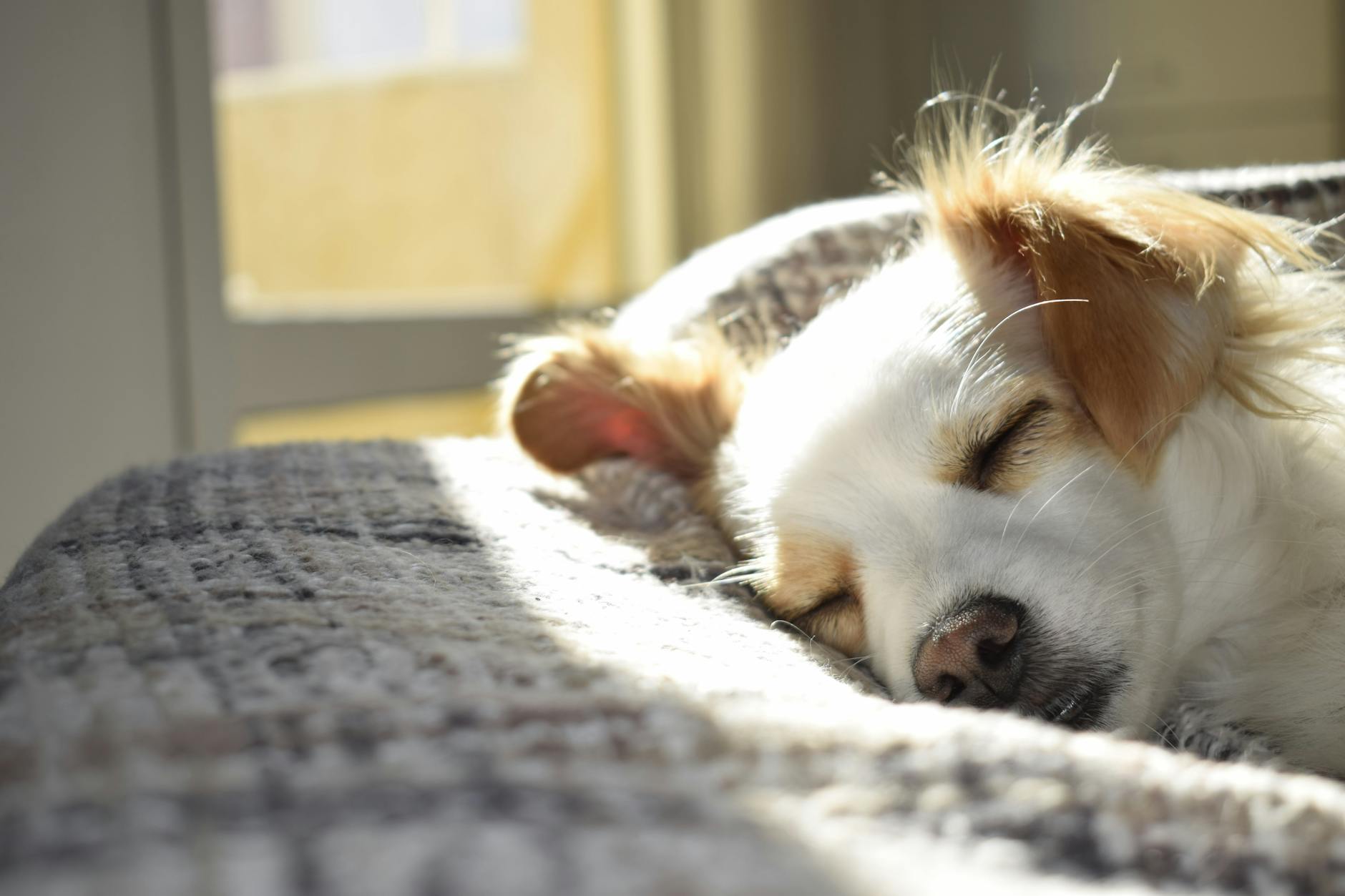 la photographie en gros plan d adultes a poil court tan et chien blanc dormant sur du textile gris pendant la journee