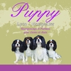 Puppy (Espace Dog)