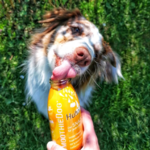 friandise liquide chien smoothie dog poulet
